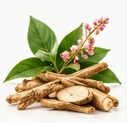 Polygonum Root ingredient illustration